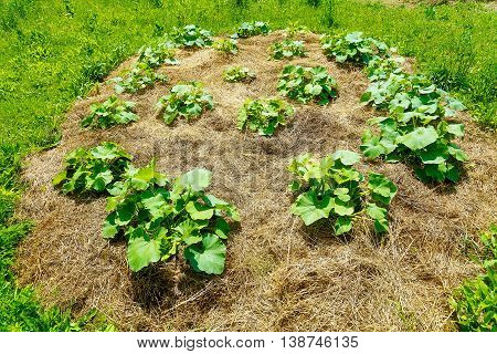 young hokkaido pumpkin plants on straw bet in permaculture garden