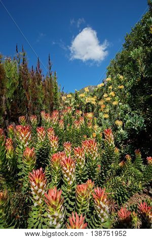 Colorful flowers in the Kirstenbosch botanical gardens, Cape Town, South Africa
