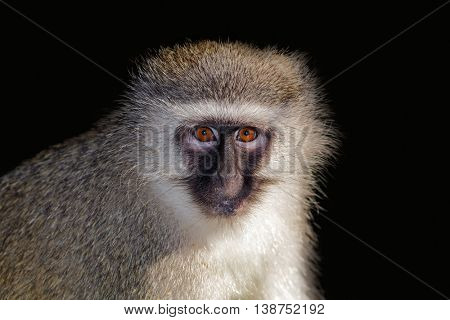 Portrait of a vervet monkey (Cercopithecus aethiops) against a dark background, South Africa
