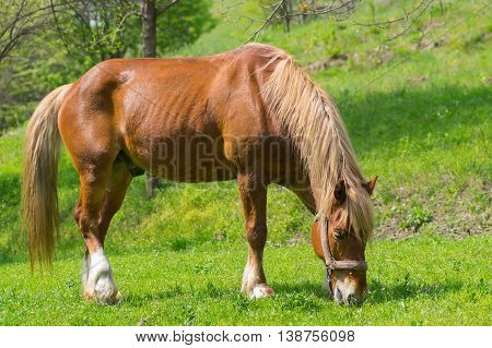 Portrait of draft horse on a spring pasture.