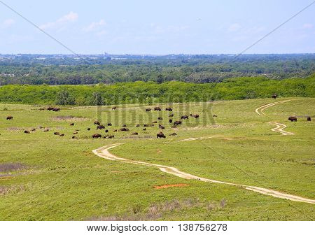 CANTON, KANSAS, USA - MAY 17, 2015: Grazing buffalo in Maxwell Wildlife Refuge near Canton.
