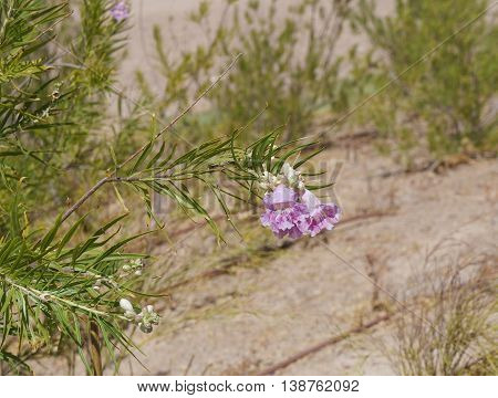 Desert willow (Chilopsis linearis) blossom, selective focus on the flower, copyspace