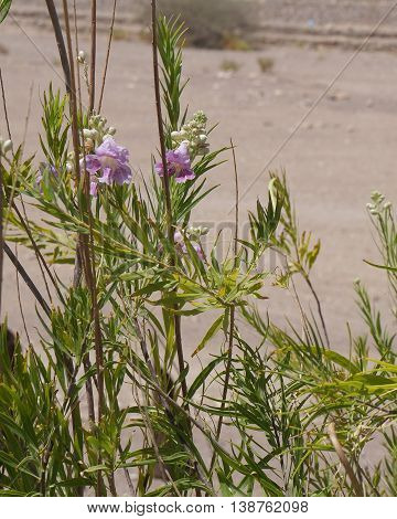 Desert willow (Chilopsis linearis) blossom, selective focus on the flower, copyspace