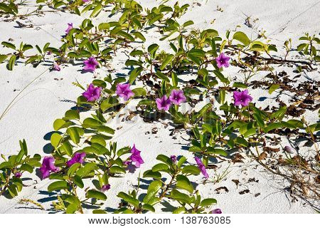 Beach Morning Glory
