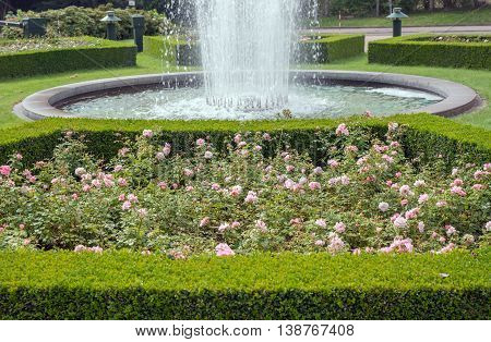 evergreen boxwood (Buxus sempervirens) hedge adorn a rose garden