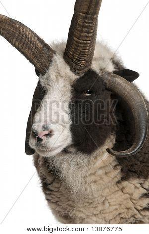 Multi-Horned Jacob Ram, Ovis aries, przed białym tle