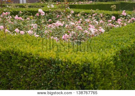 evergreen boxwood (Buxus sempervirens) hedge adorn a rose garden