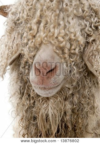 Gros plan de la chèvre Angora devant fond blanc