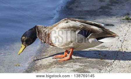 CAGLIARI - Walk in the Park of Monte Claro - Sardinia - duck which is reflected in the pond