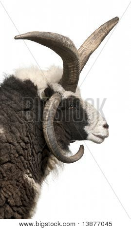 Multi-Horned Jacob Ram, Ovis aries, przed białym tle