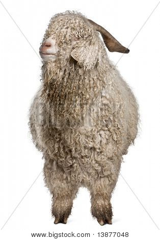 Chèvre angora devant fond blanc