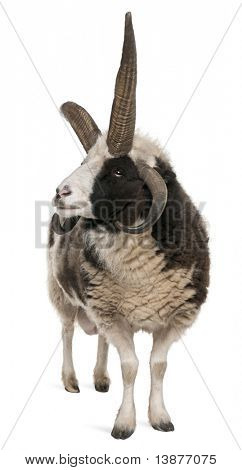 Multi-Horned Jacob Ram, Ovis aries, przed białym tle