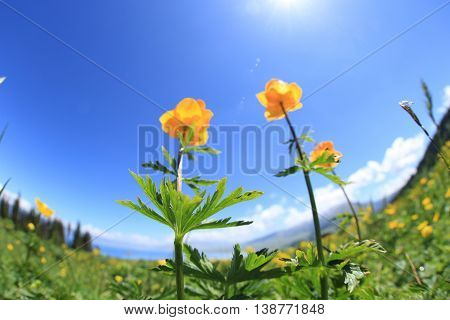 beautiful globeflowers and green grass under blue sky