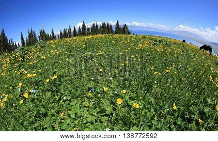 beautiful globeflowers and green grass under blue sky