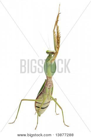 Mantide femmina, Rhombodera Basalis, davanti a sfondo bianco