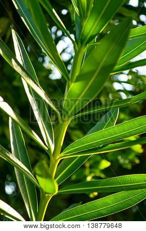 Wallpaper sunny green leaves in the garden during the morning.