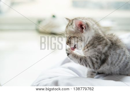 Close up of cute tabby kitten sitting and smile on white pillow pet bed.