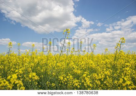 Field of yellow flowering oilseed rape isolated on a cloudy blue sky in springtime (Brassica napus), Blooming canola, rapeseed plant landscape. Slovakia