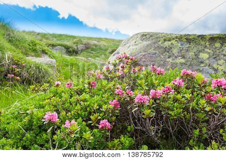 Rhododendron Shrub Close Up