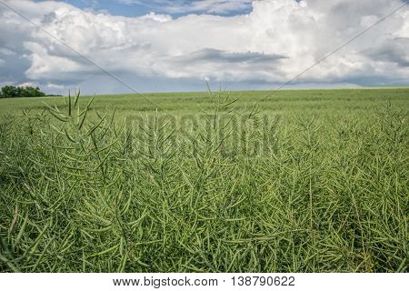 Ripe seeds of rape. Field of green ripeness oilseed rape isolated on a cloudy blue sky in summer time (Brassica napus), Canola corp, rapeseed plant landscape. Slovakia