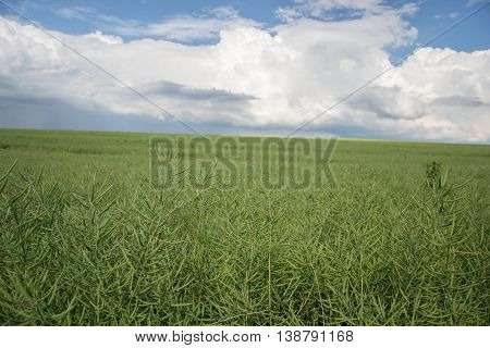 Ripe seeds of rape. Field of green ripeness oilseed rape isolated on a cloudy blue sky in summer time (Brassica napus), Canola corp, rapeseed plant landscape. Slovakia