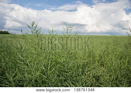 Ripe seeds of rape. Field of green ripeness oilseed rape isolated on a cloudy blue sky in summer time (Brassica napus), Canola corp, rapeseed plant landscape. Slovakia