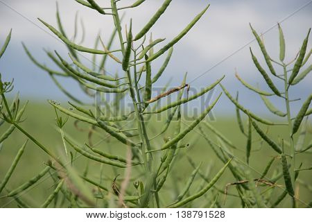 Ripe seeds of rape. Field of green ripeness oilseed rape isolated on a cloudy blue sky in summer time (Brassica napus), Canola corp, rapeseed plant landscape. Slovakia