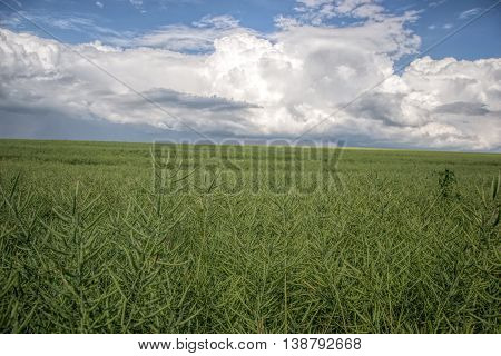 Ripe seeds of rape. Field of green ripeness oilseed rape isolated on a cloudy blue sky in summer time (Brassica napus), Canola corp, rapeseed plant landscape. Slovakia