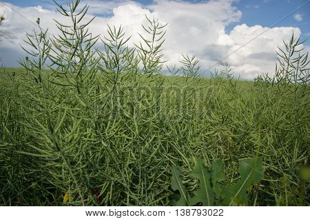 Ripe seeds of rape. Field of green ripeness oilseed rape isolated on a cloudy blue sky in summer time (Brassica napus), Canola corp, rapeseed plant landscape. Slovakia