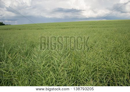Ripe seeds of rape. Field of green ripeness oilseed rape isolated on a cloudy blue sky in summer time (Brassica napus), Canola corp, rapeseed plant landscape. Slovakia