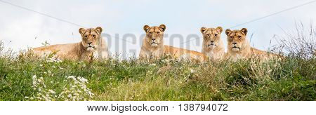 Four Female Lions