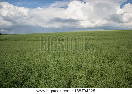 Ripe seeds of rape. Field of green ripeness oilseed rape isolated on a cloudy blue sky in summer time (Brassica napus), Canola corp, rapeseed plant landscape. Slovakia