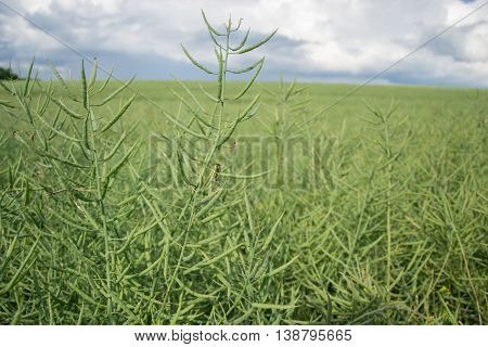 Ripe seeds of rape. Field of green ripeness oilseed rape isolated on a cloudy blue sky in summer time (Brassica napus), Canola corp, rapeseed plant landscape. Slovakia