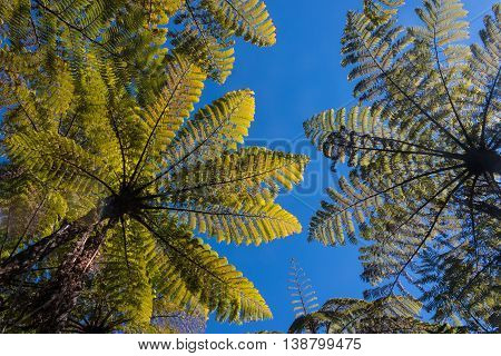 wide angle view of silver fern trees