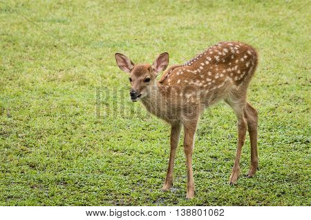 closeup of bleating red deer fawn on meadow
