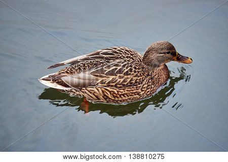 A female mallard duck floating on the pond
