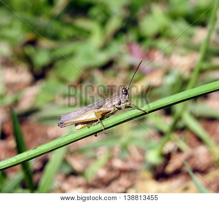 Brown grasshopper relaxing on green branch in the afternoon sun