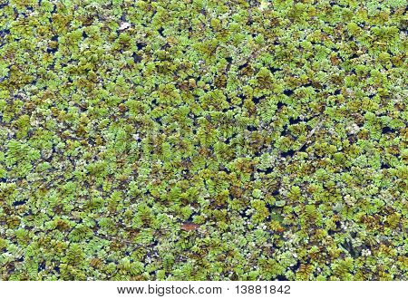 Algaes v jezeře