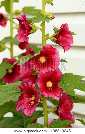 holly hock flower stem blooms summer garden