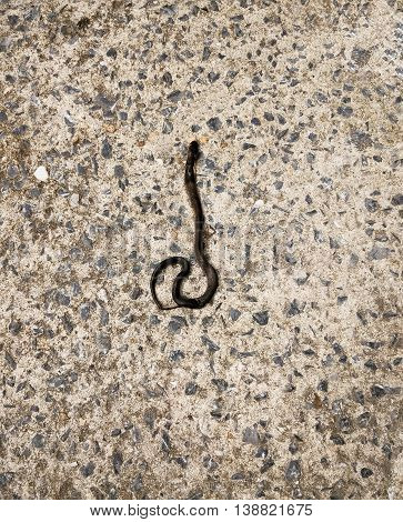 dead baby cobra lay dead on stone floor