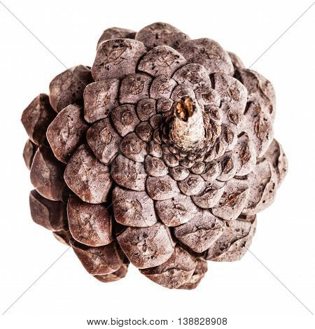 Isolated Pine Cone
