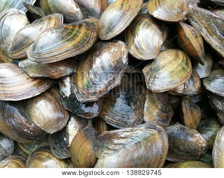 Close up of many fresh clams for sale at market