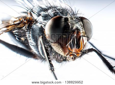Detail of head of bluebottle fly macro photography