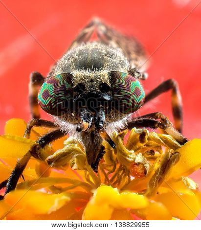 Insect horsefly with color eyes on red flower extreme macro photography