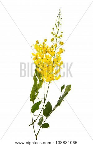 Cassia fistula flower isolated on white backgroundisolated