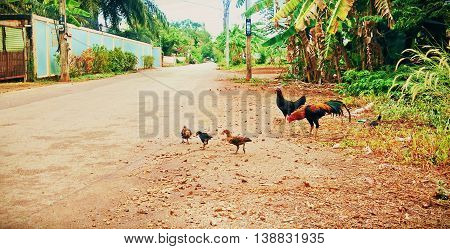 rooster hen and chicks finding their food on the ground in rural area