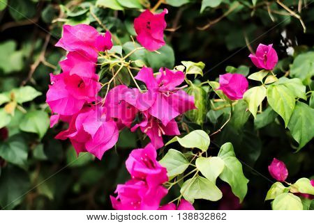 pink Nerium oleander with leaves in the garden