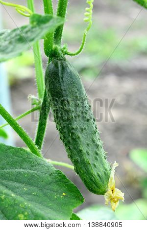 A cucumber in a bush outdoors. How to grow a cucumber plant in a garden. Closeup. Summer season. Vegetable gardening concept