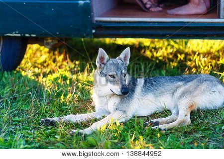 domesticated wolf dog resting relaxed on a meadow in shadow of caravan car. Czechoslovakian shepherd