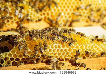 Apiary. Honeycomb filled with honey. Bees sitting on a honeycomb